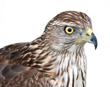 Northern goshawk (Accipiter gentilis) on white の写真素材
