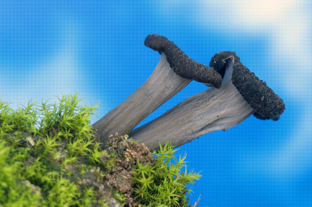 Mushroom trompette de la mort.Craterellus cinereusの写真素材