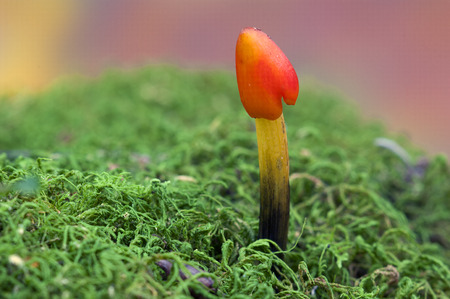 Blackening Wax-cap-Hygrocybe conicaの写真素材