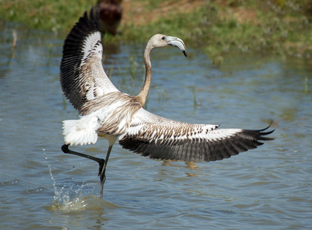 Phoenicopterus ruber,  young flamingo, in natural enivironmentの写真素材