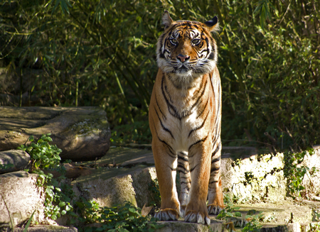 tiger