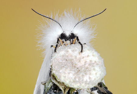 moth butterflyの写真素材