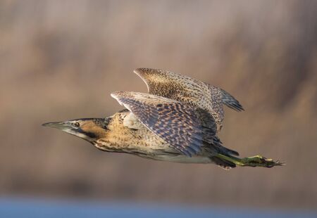 The Eurasian bittern or great bittern (Botaurus stellaris) in flight.Catalonia.Spain