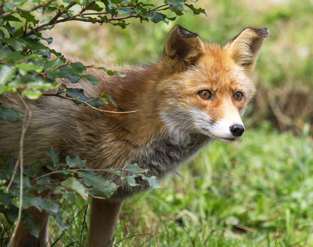 Red Fox (Vulpes Vulpes)