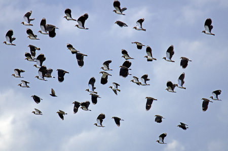 Group of Northern lapwing (Vanellus vanellus) in flight