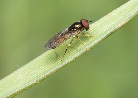 Hoverfly in the fresh grassの写真素材