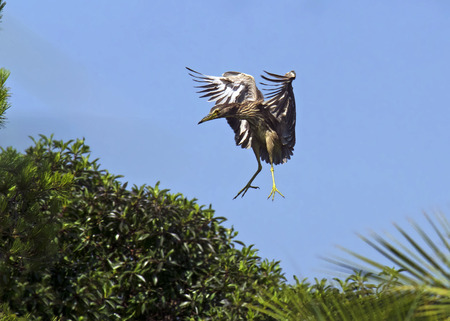 Black-crowned night heron(Nycticorax nycticorax)