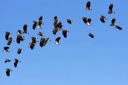 flock of northern lapwings ,Vanellus vanellusの写真素材