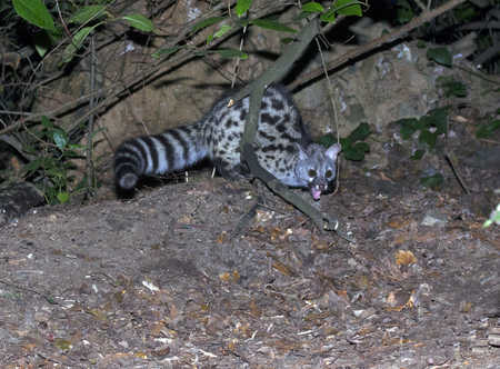 Common genet (Genetta genetta) ,Spain