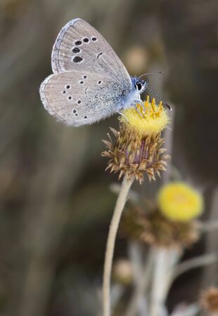 Butterfly black-eyed blue, Glaucopsyche melanops.Catalonia,Spain.の写真素材