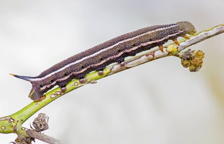 Caterpillar of Hummingbird Hawk-moth (Macroglossum stellatarum)