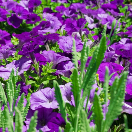 purple flowers in summer sunの写真素材