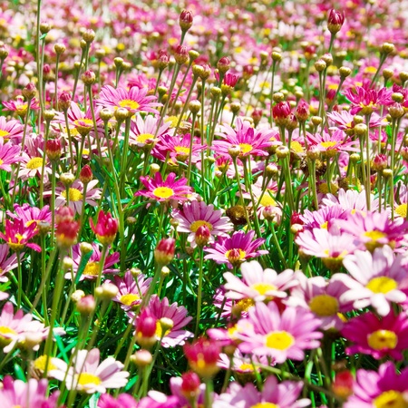 pink flowers in a fieldの写真素材
