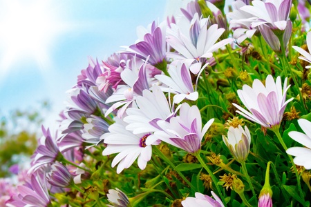 beautiful blue flowersの写真素材