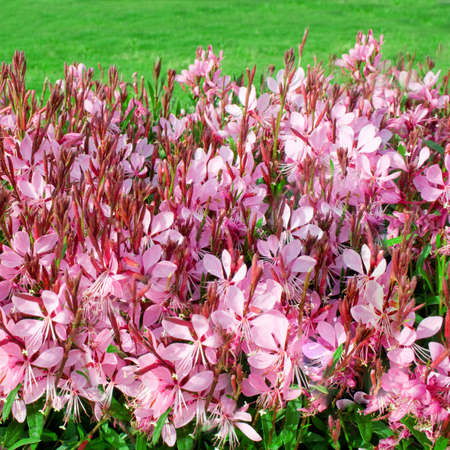Small pink flowers backgroundの写真素材