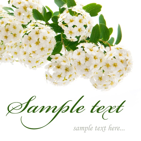 beautiful white flowers isolated on white backgroundの写真素材
