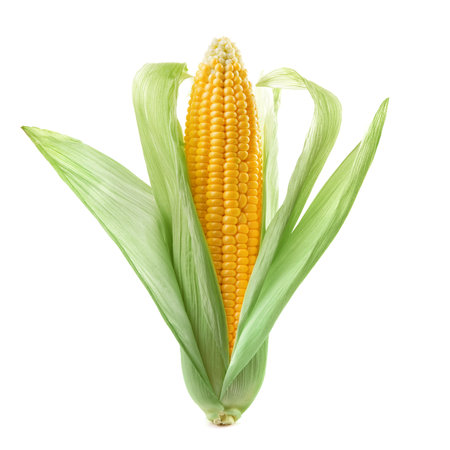 An ear of corn isolated on a white background の写真素材