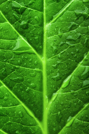 Green leaf texture with droplets.  