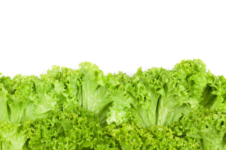 Green lettuce backgrounds の写真素材