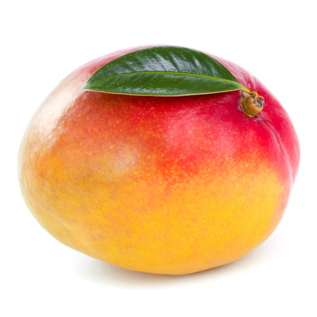 mango fruit の写真素材