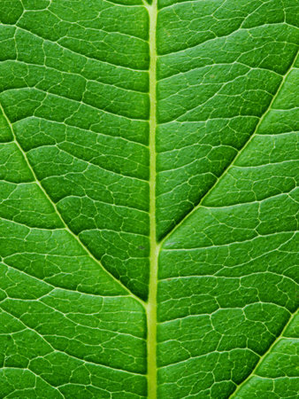 Green leaf texture. Macro の写真素材