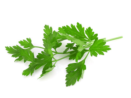 Parsley isolated on white の写真素材
