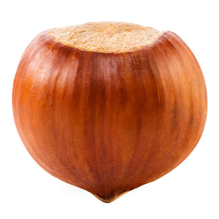 Hazelnuts isolatedの写真素材