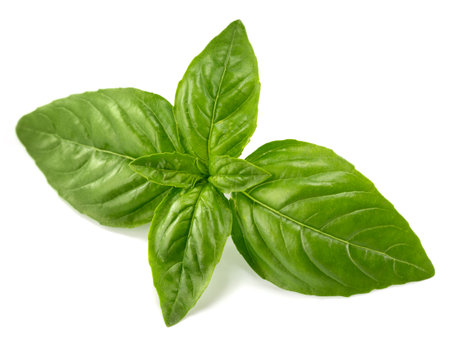 basil leaves isolatedの写真素材