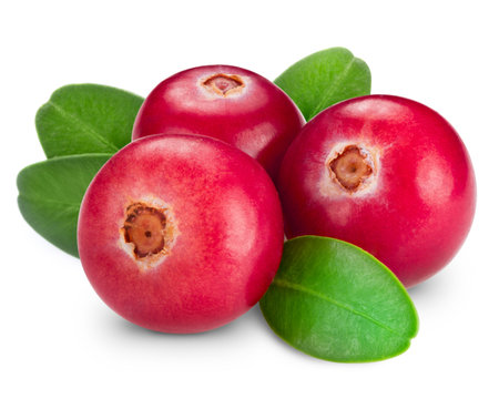 cranberries isolated on whiteの写真素材