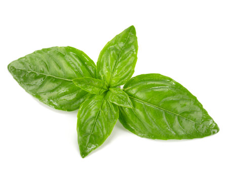 basil leaves isolatedの写真素材