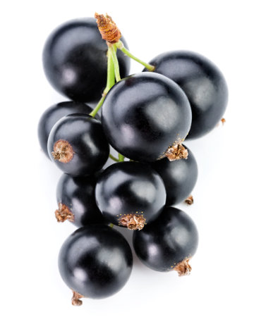 black currantsの写真素材