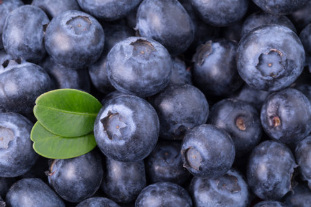 Freshly picked blueberries backgroundの写真素材