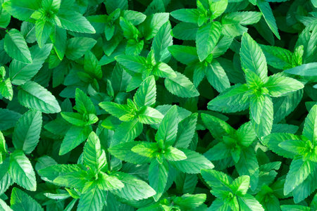 Fresh mint