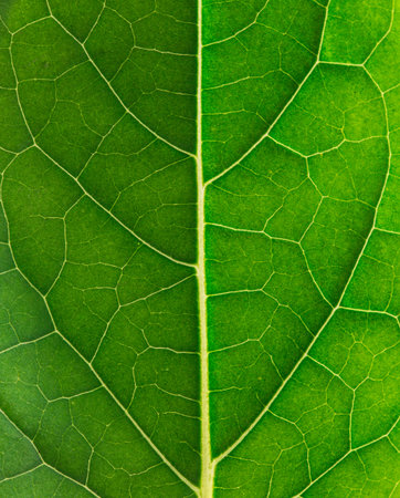 Macro of fresh green leaf as background