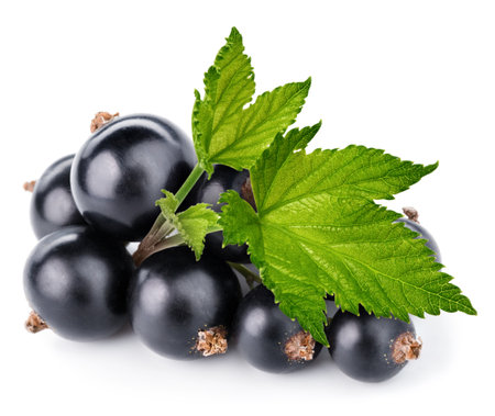 black currant branchの写真素材