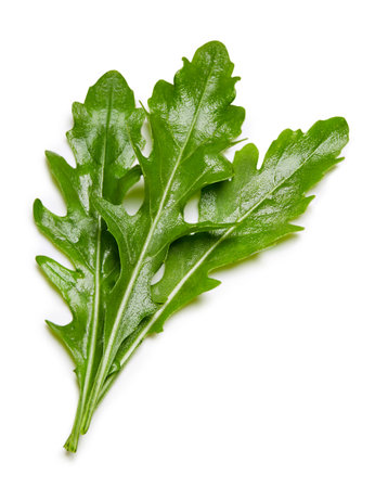 rucola leaves isolated on whiteの写真素材