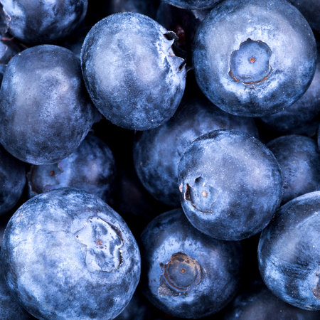 Freshly picked blueberries backgroundの写真素材