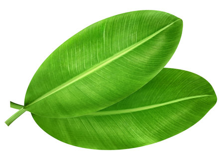 Banana leaves isolated on white backgroundの写真素材