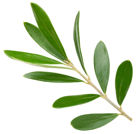 Olive leaves isolated on whiteの写真素材