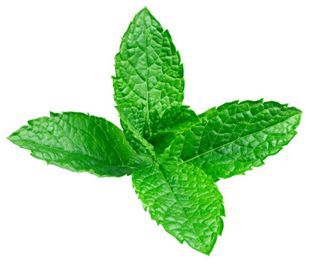 Mint leaves isolatedの写真素材