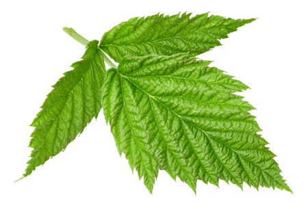 Raspberry leaf isolated on white