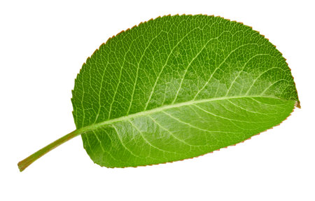 Pears leaf isolated on whiteの写真素材
