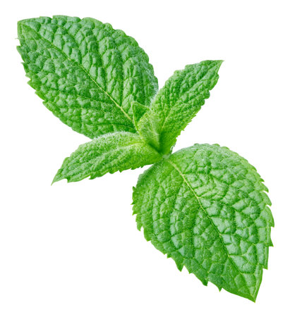 Fresh mint isolated on whiteの写真素材