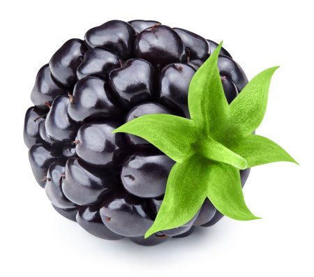 Blackberry isolated on whiteの写真素材