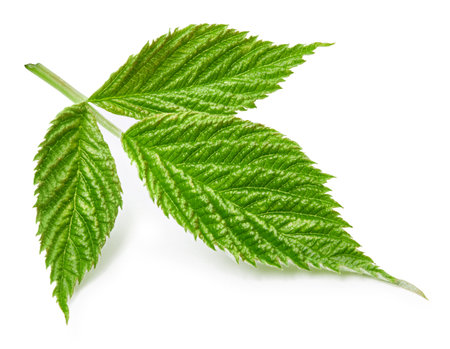 Raspberry leaves isolated on whiteの写真素材
