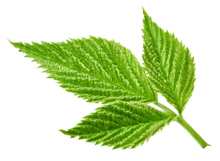 Raspberry leaf isolated on whiteの写真素材