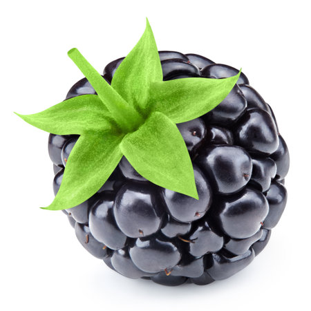 Blackberry isolated on whiteの写真素材
