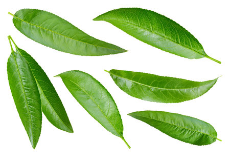 Peach leaf isolated on whiteの写真素材