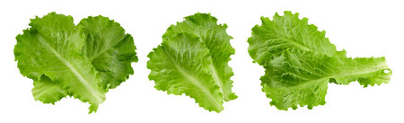 lettuce leaves isolate on whiteの写真素材
