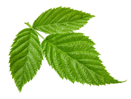 Raspberry leaf isolated on whiteの写真素材